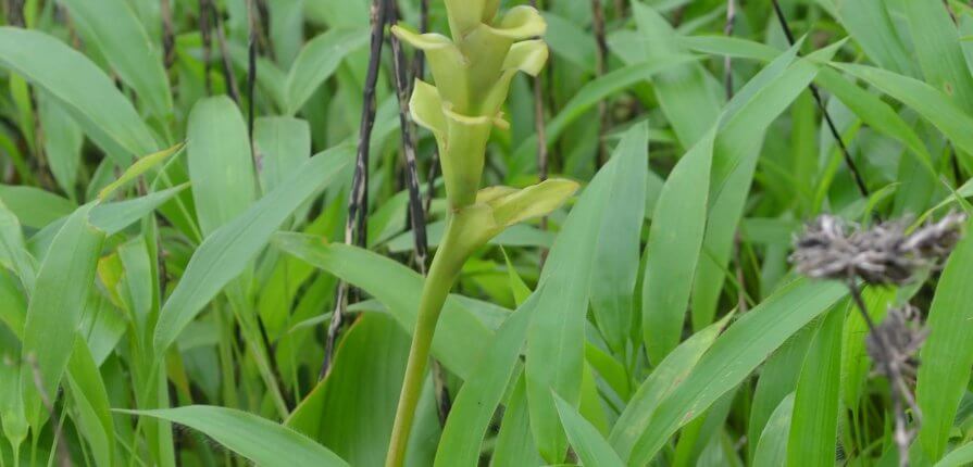 Wetland Day